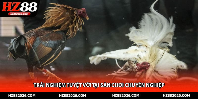 Trải nghiệm tuyệt vời tại sân chơi chuyên nghiệp